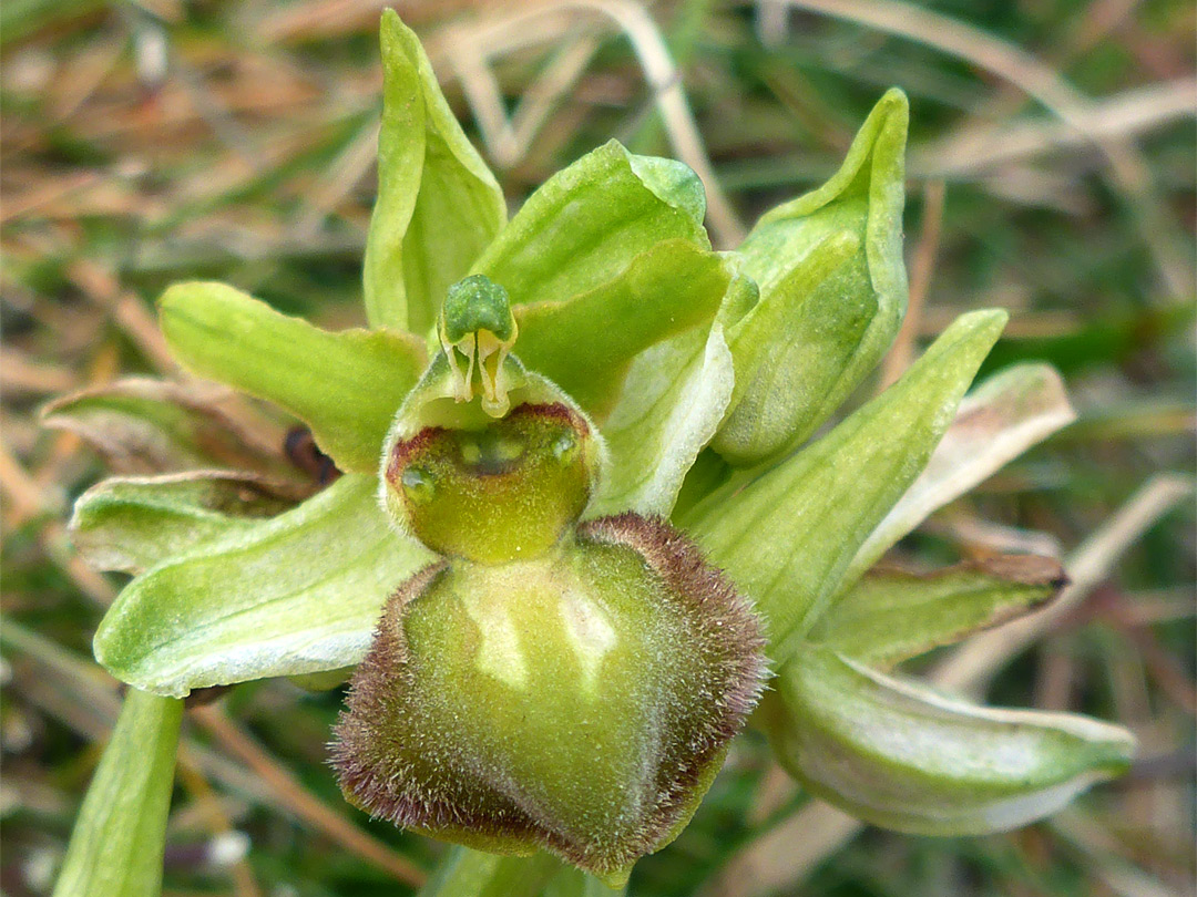 Greenish flower