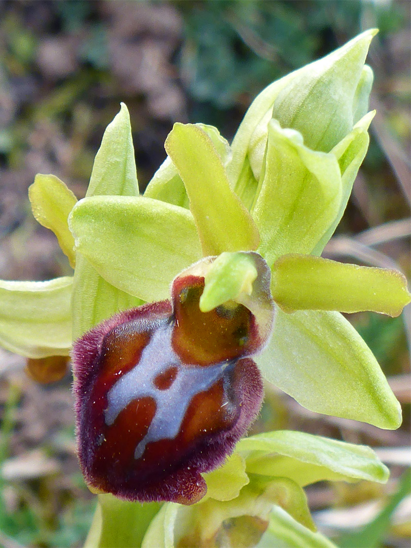 Petals and sepals