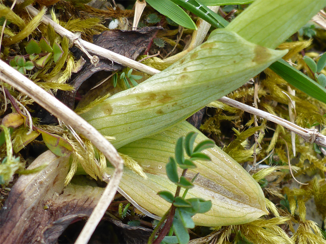 Basal leaf