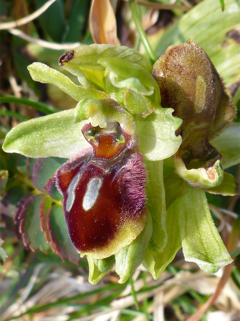 Red and brown flowers