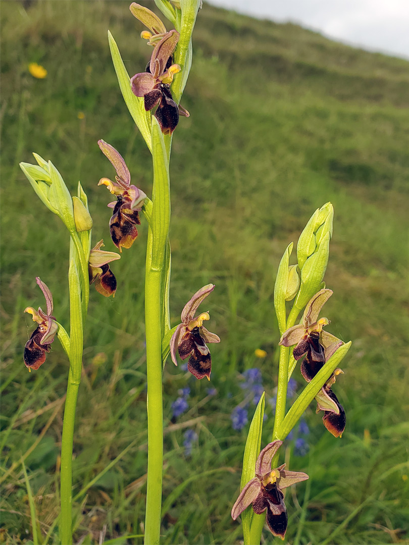 Three stems