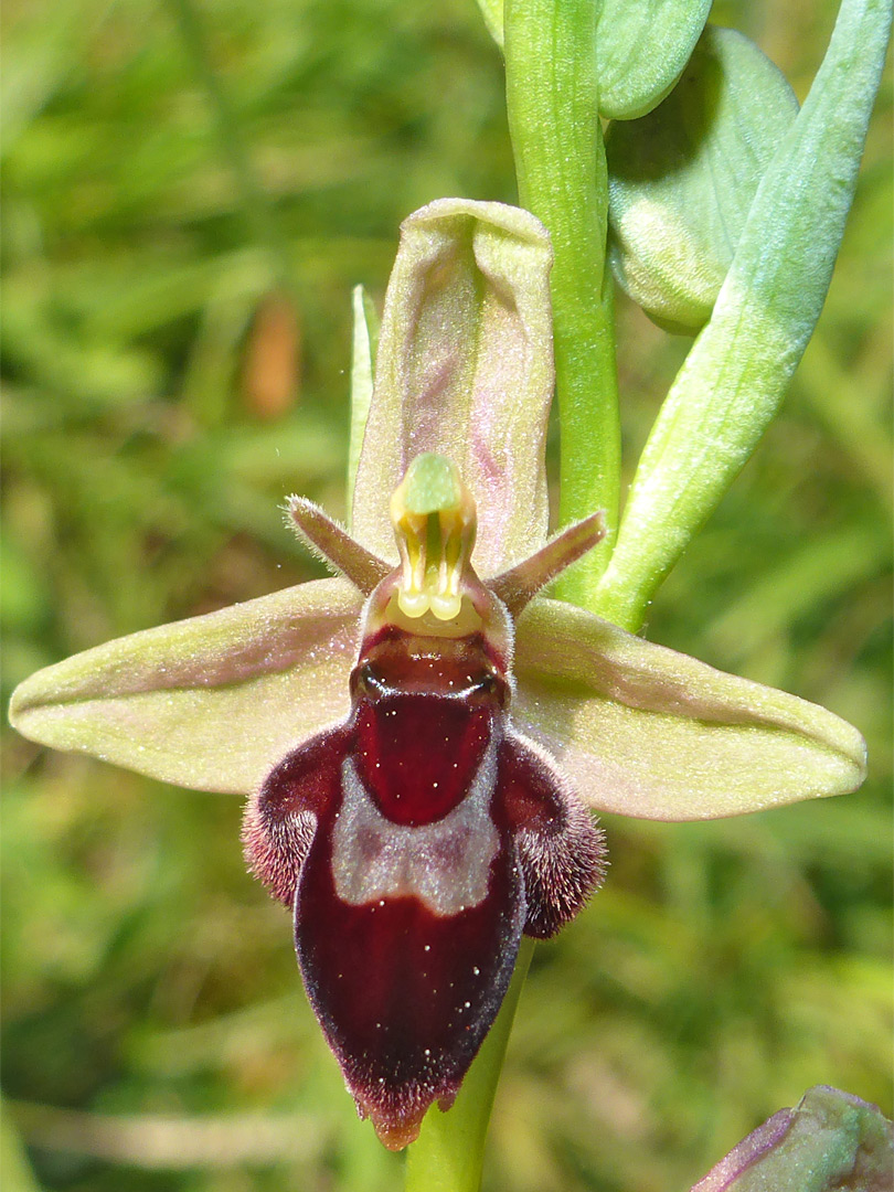 Dark red flower