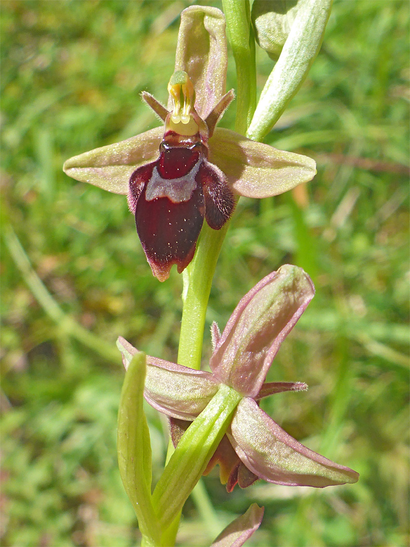 Pair of flowers