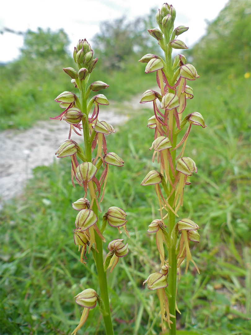 Pair of stems