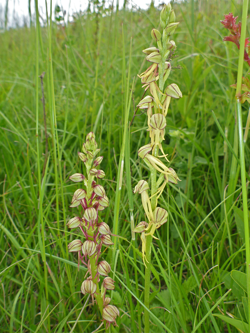 Reddish and yellowish flowers