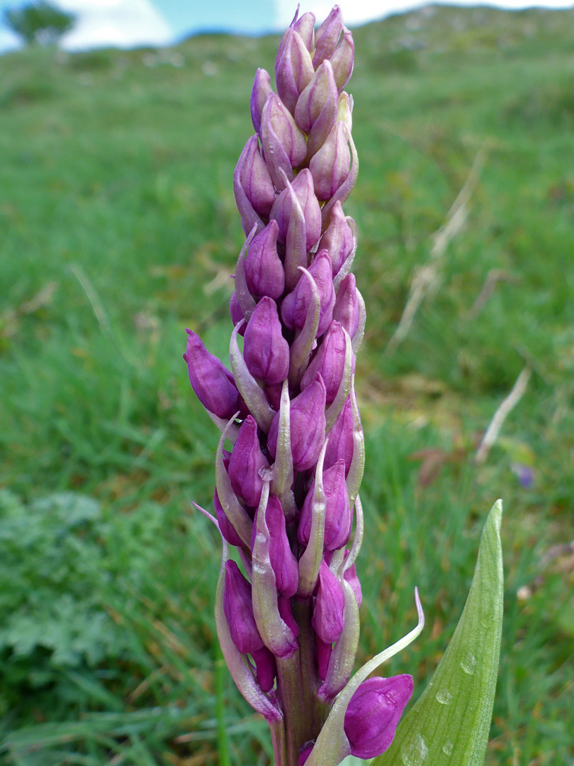 Developing flowers