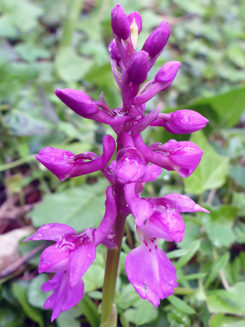 Early purple orchid