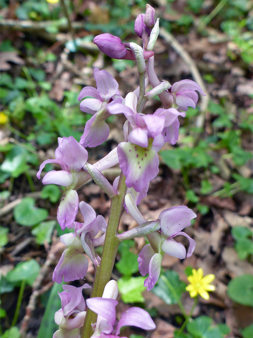 Dull pink orchid