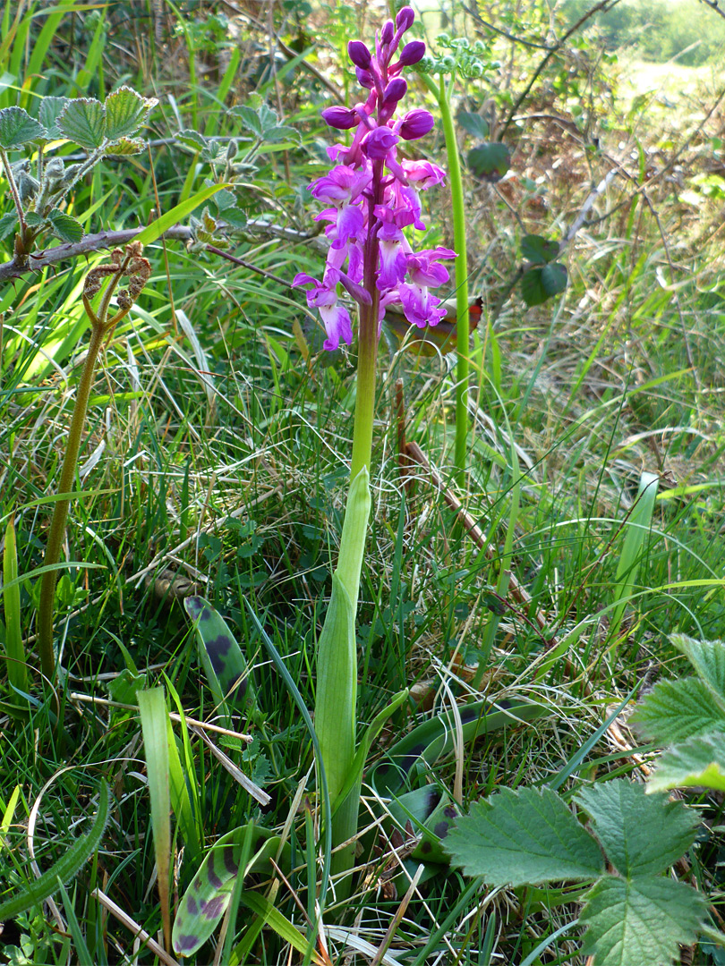 Early purple orchid - stem