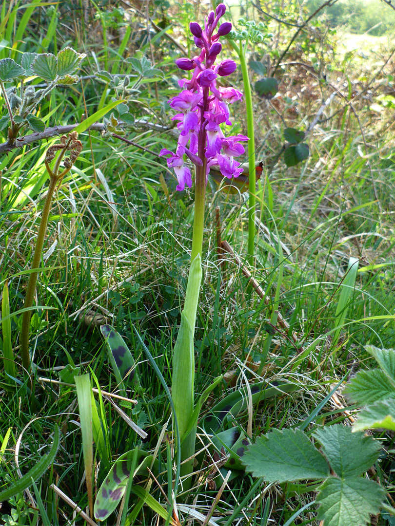 Stem and flowers