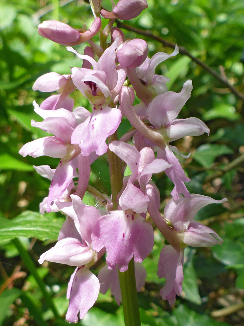 Whitish-pink fllowers