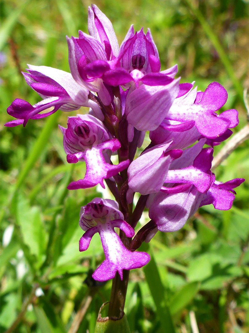 Pink-purple flowers