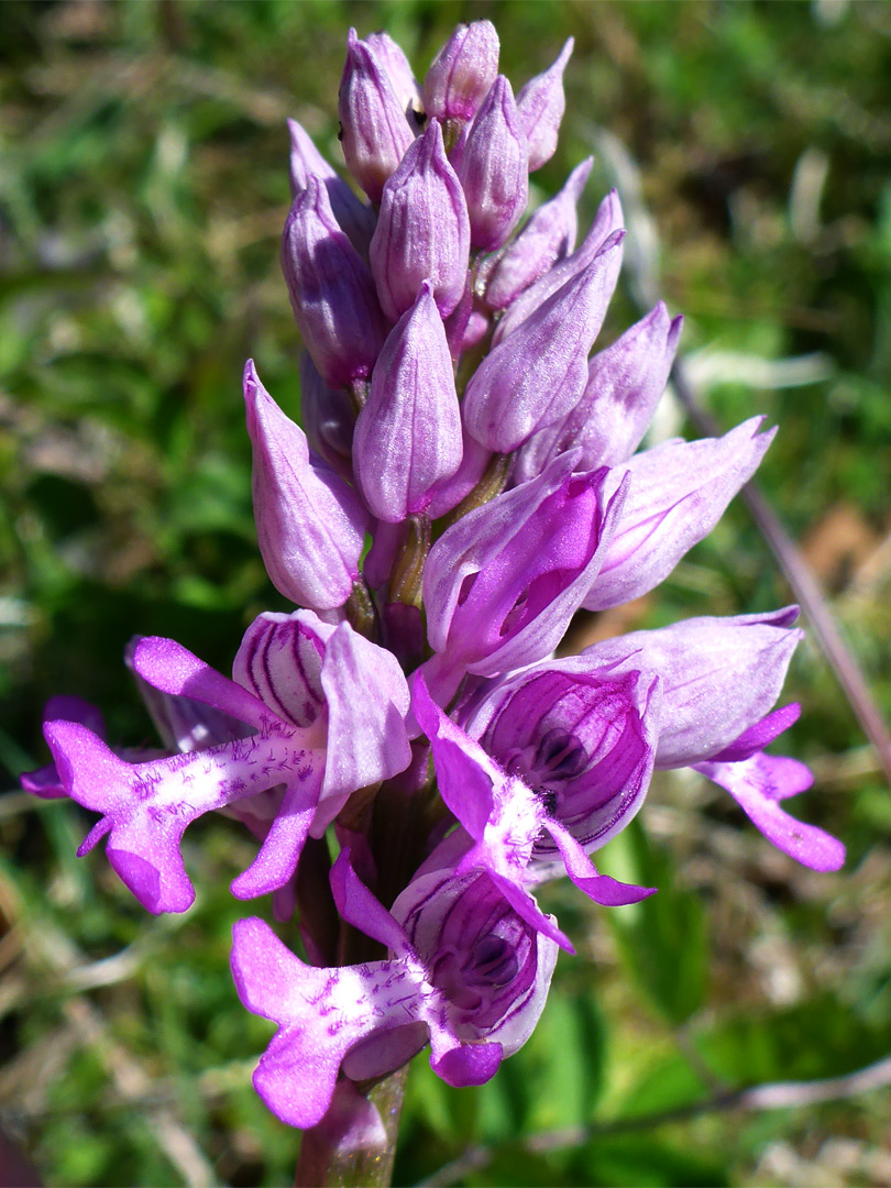 Clustered flowers