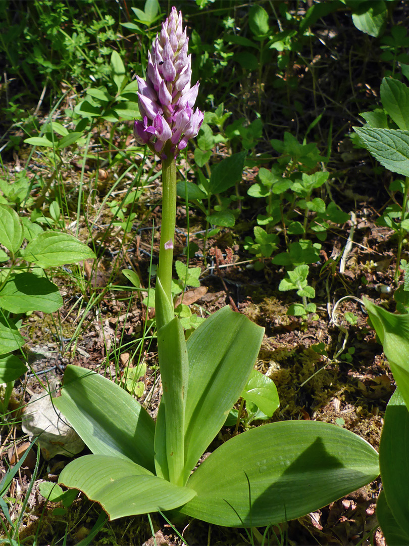 Plant in situ