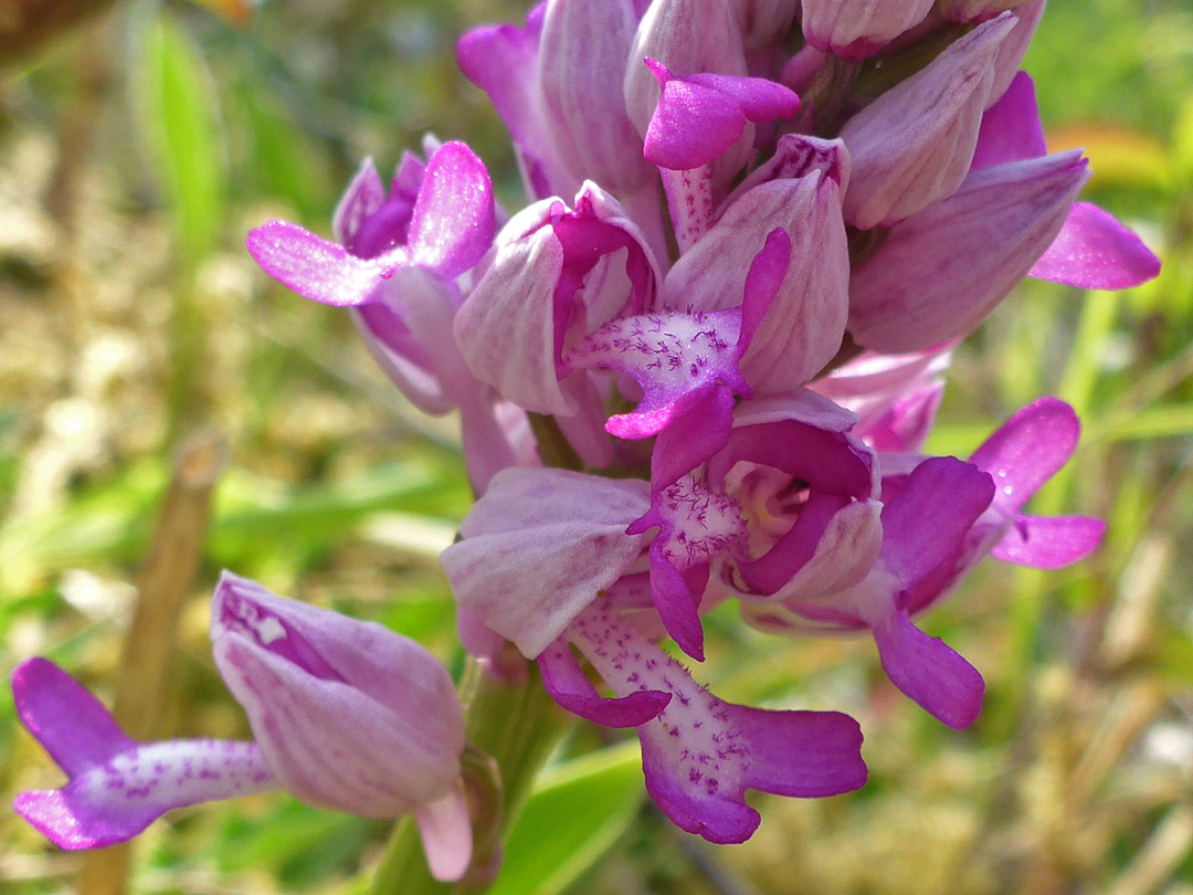 Pink flowers