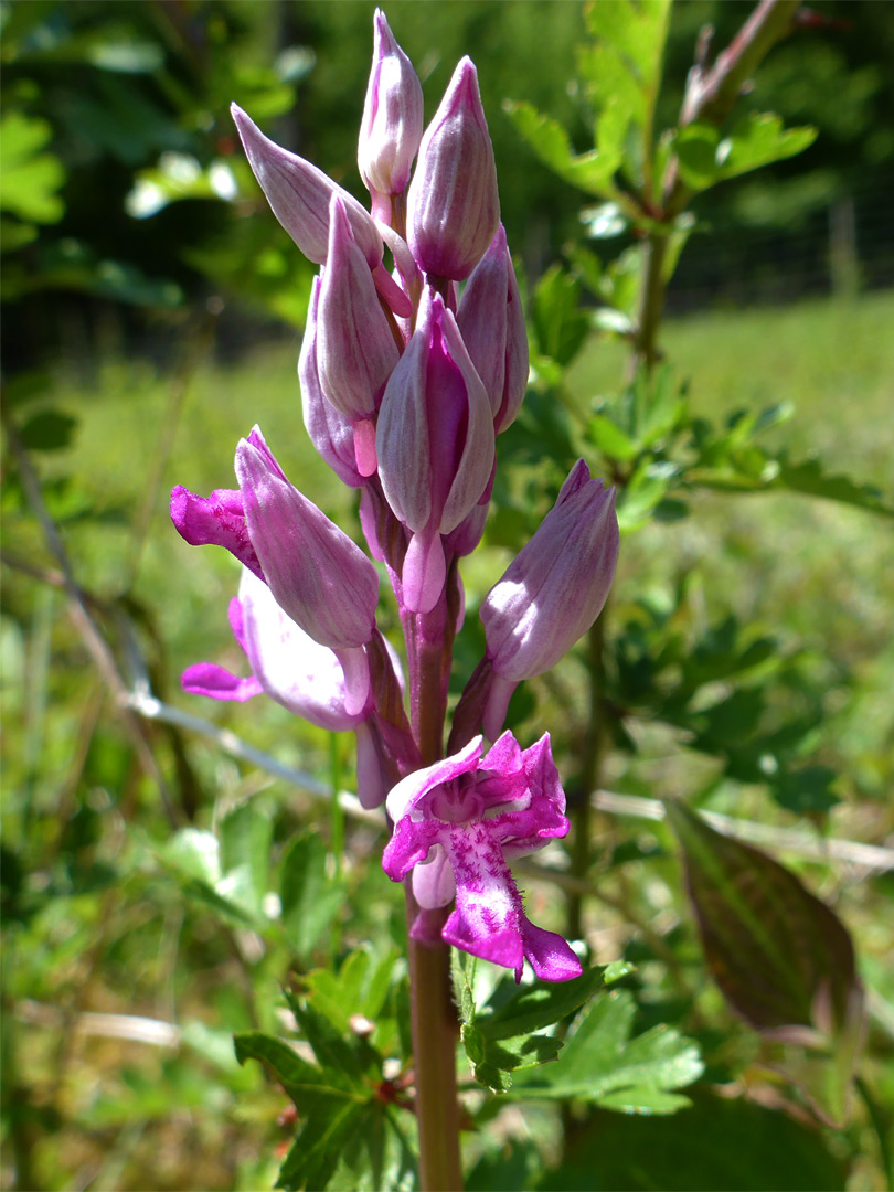 Developing inflorescence