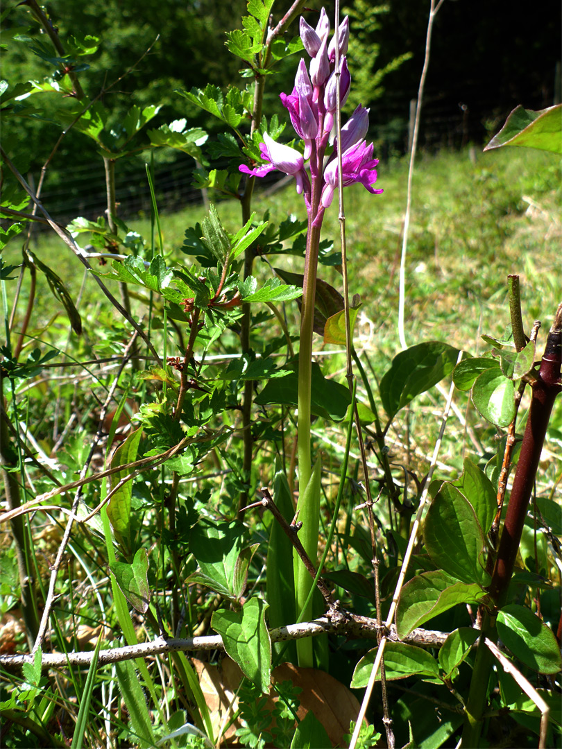 Military orchid, in situ