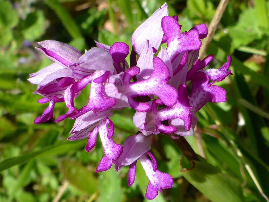 Military orchid flower cluster