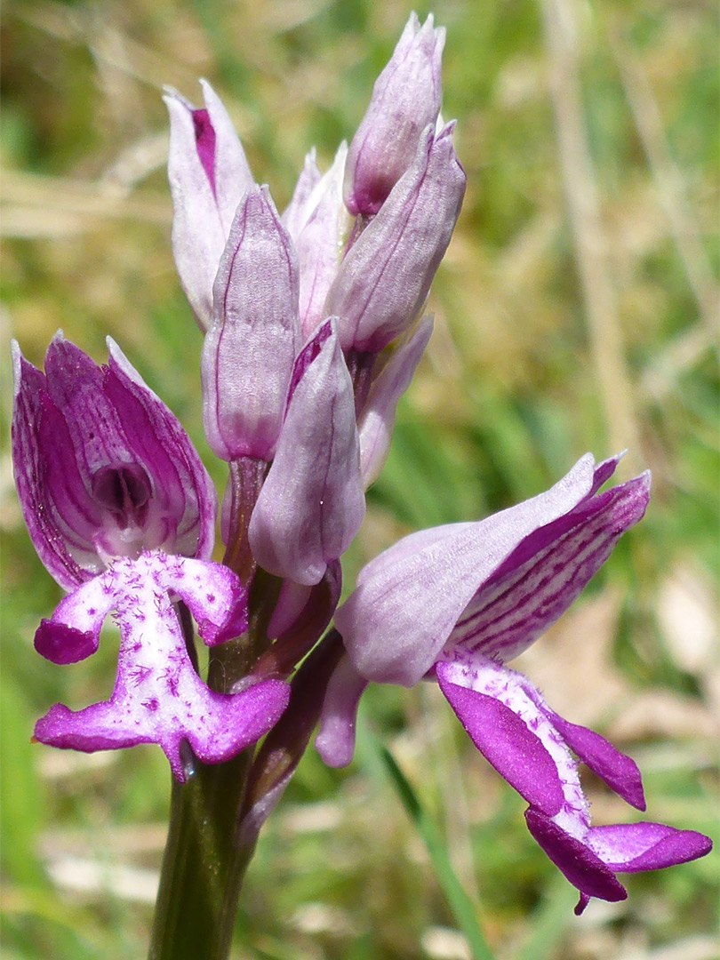 Two open flowers