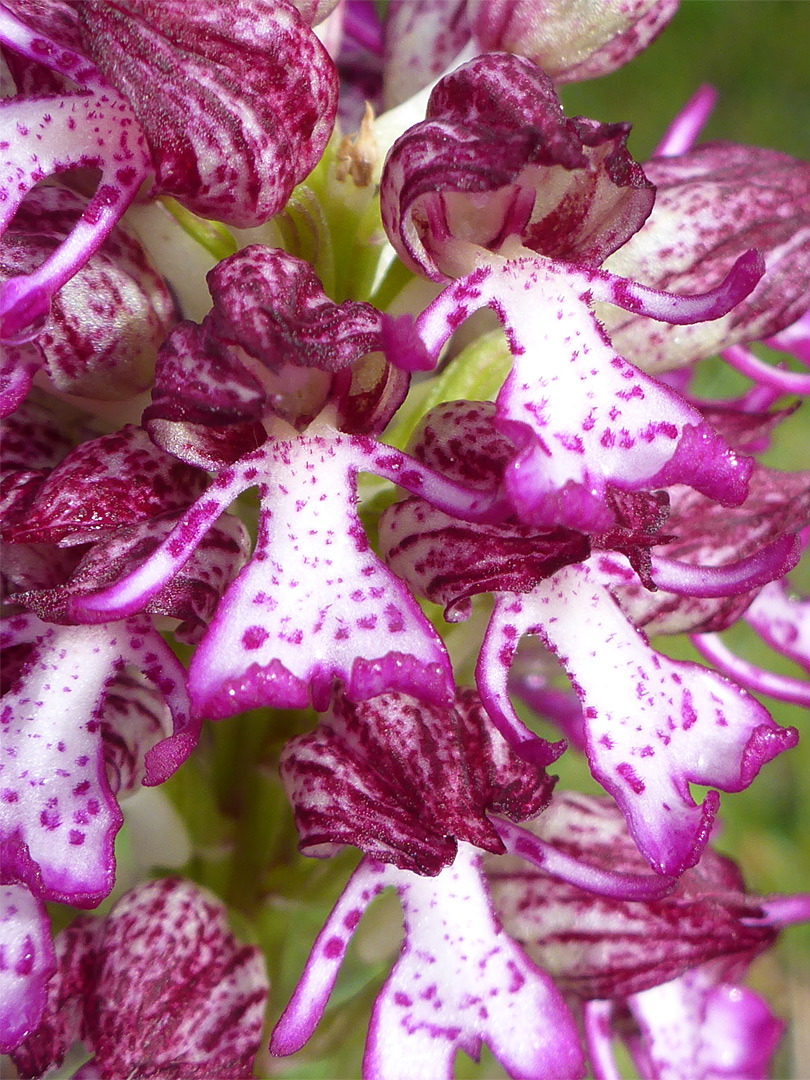 Purple and white flowers