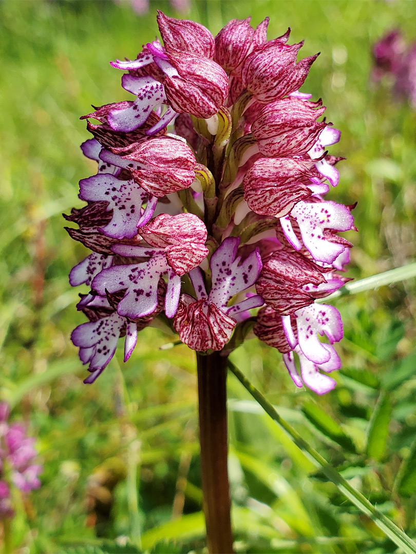 Dense flower cluster