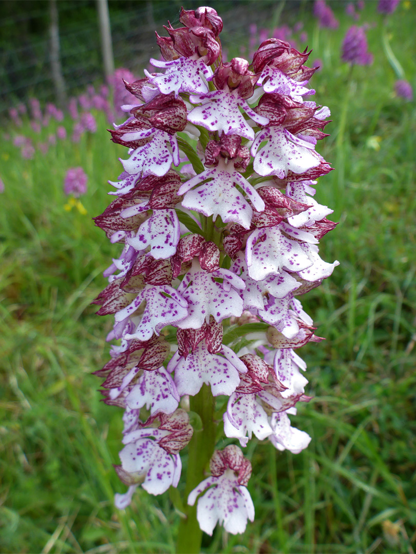 Elongated inflorescence