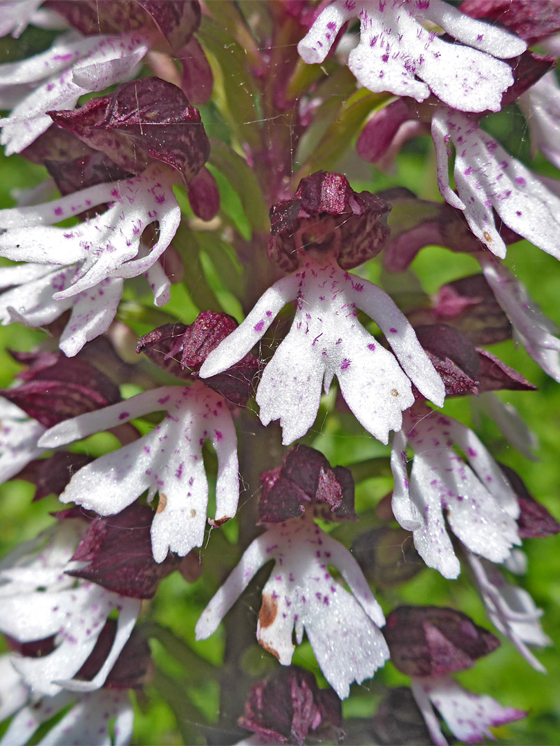 White and purple flowers