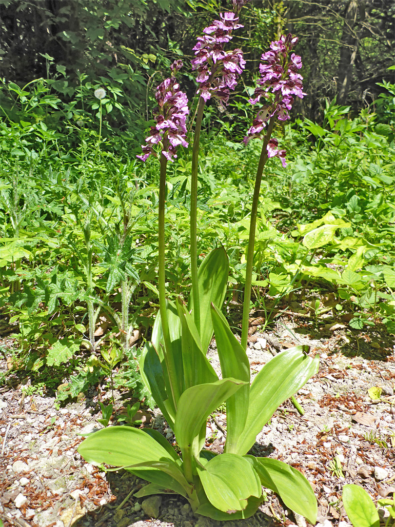 Basal leaves