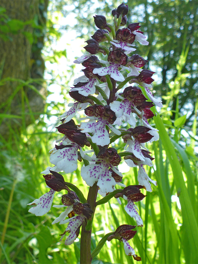 Many flowers