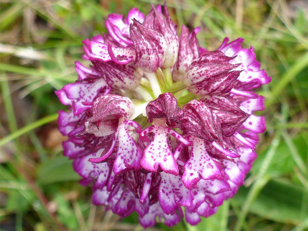 Top of a flower cluster