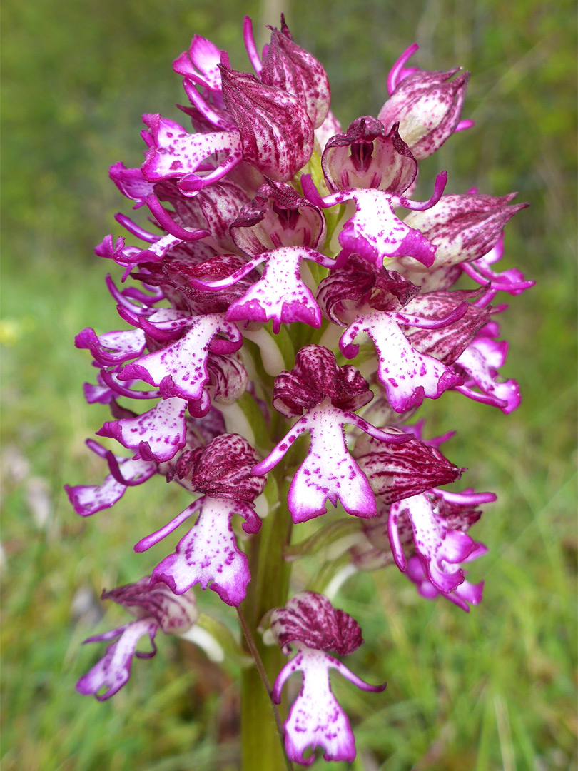 Many flowers