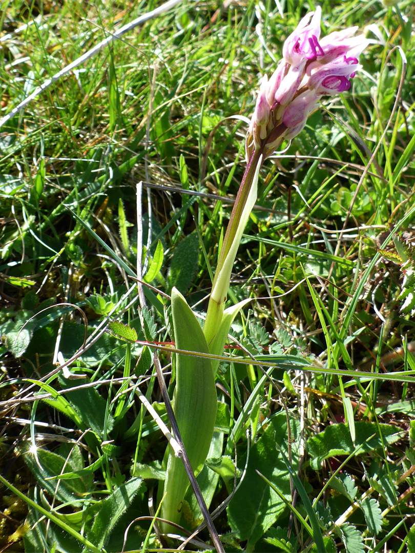 Short-stemmed plant