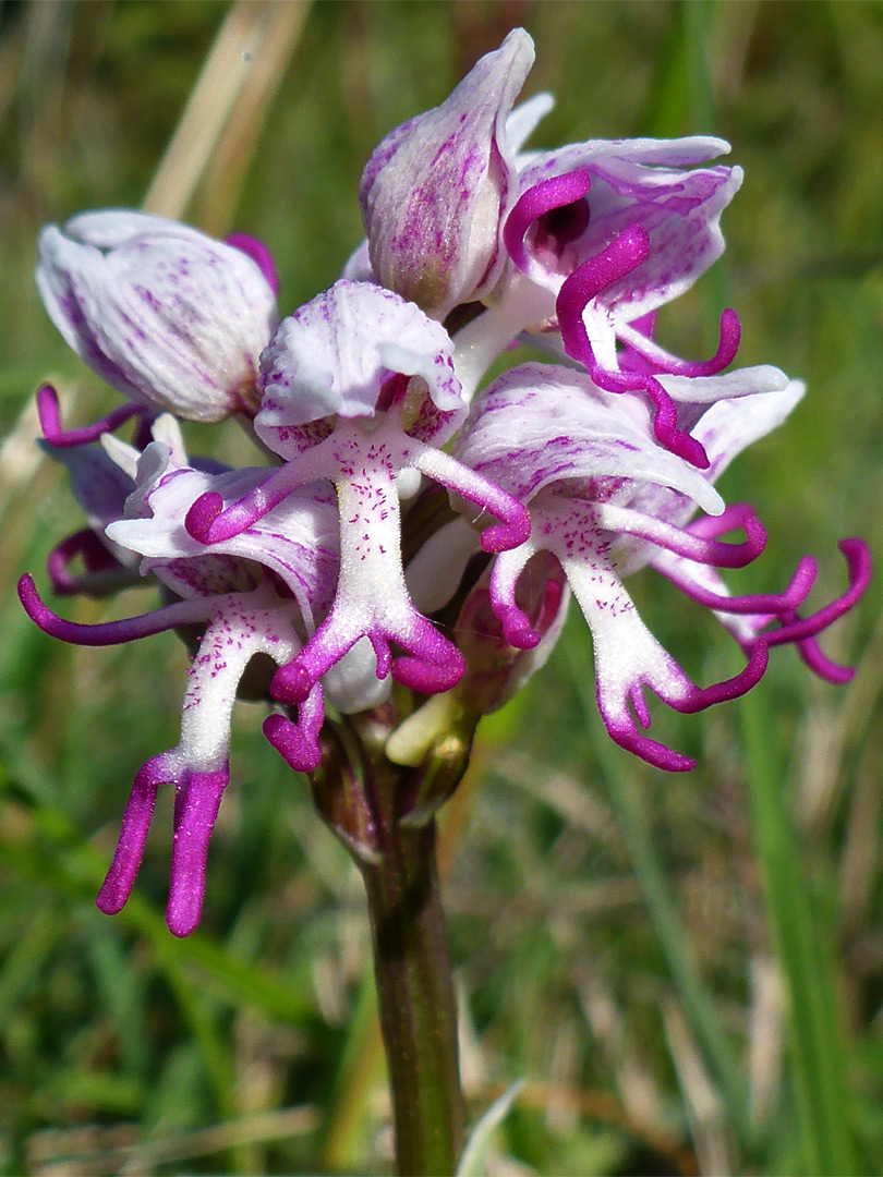 White-purple flowers