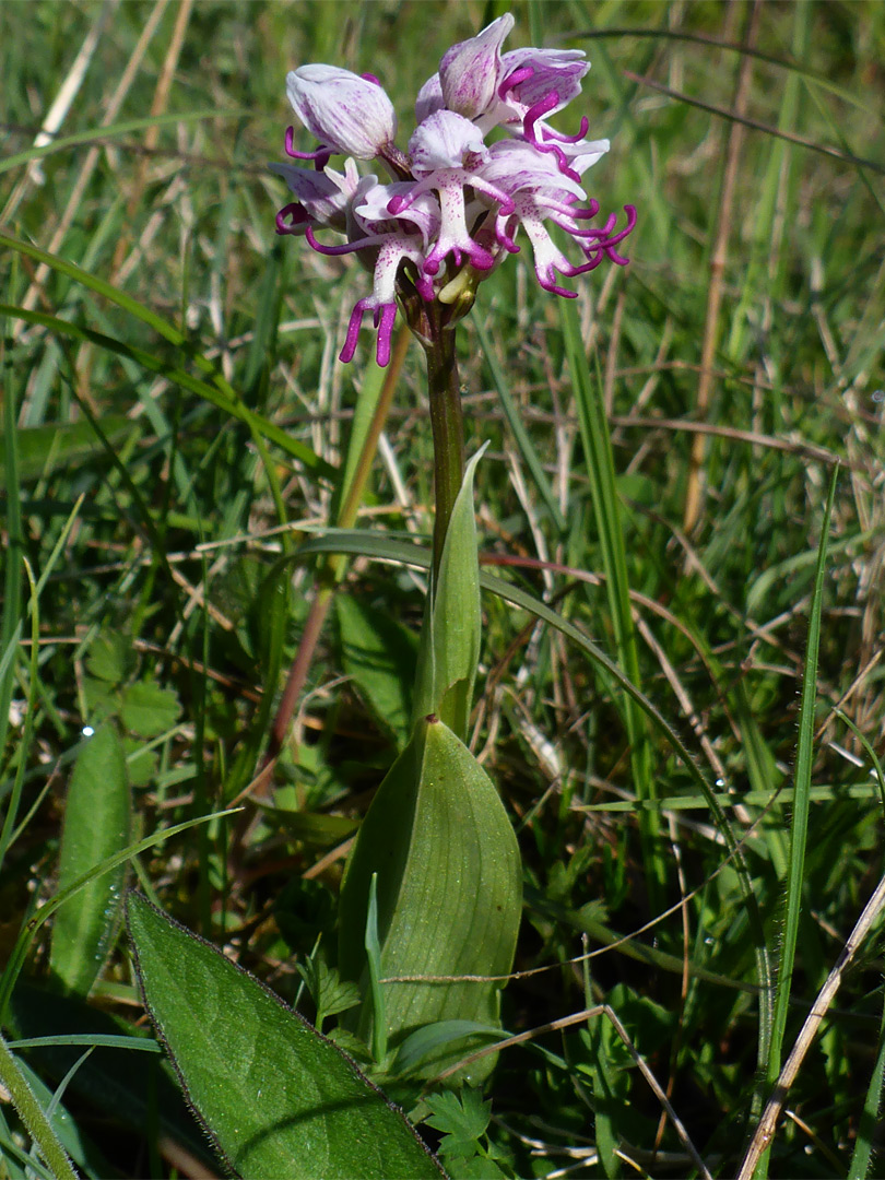 Monkey orchid - stem