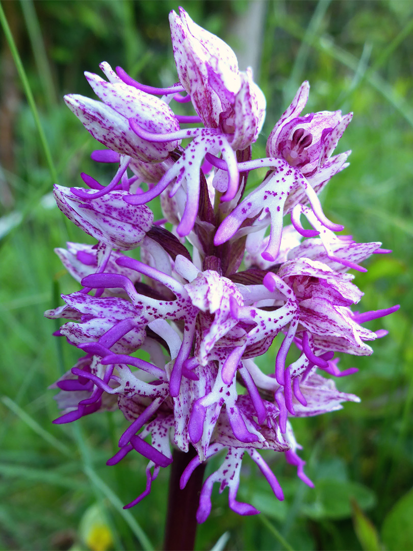 Purple-spotted petals