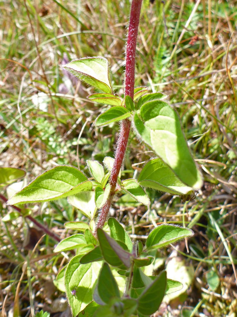 Hairy stem and leaves