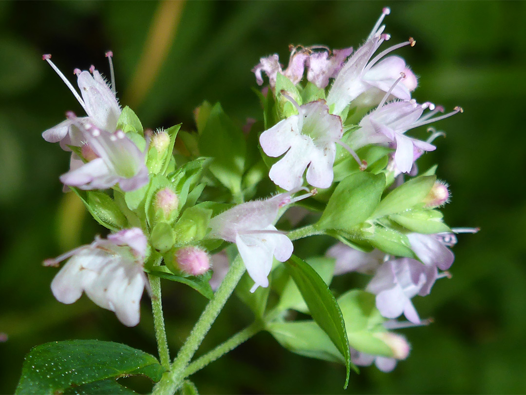 Pale-coloured flowers