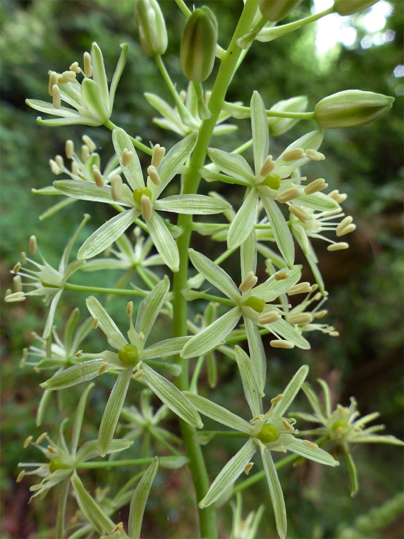 Flower cluster