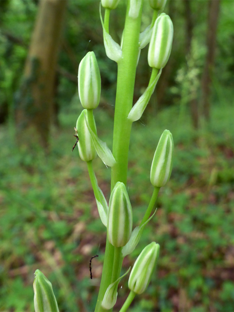 Greenish buds