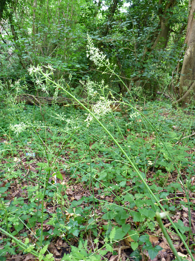 Plants in habitat