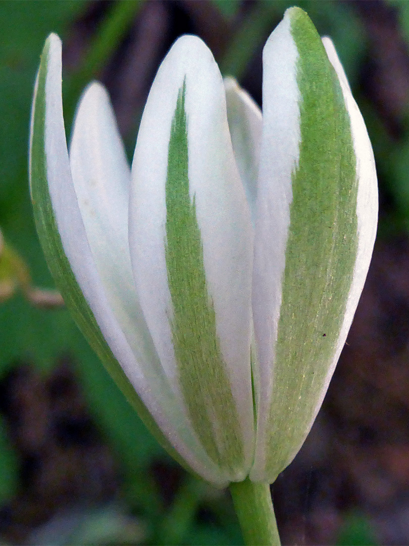 Green-striped petals