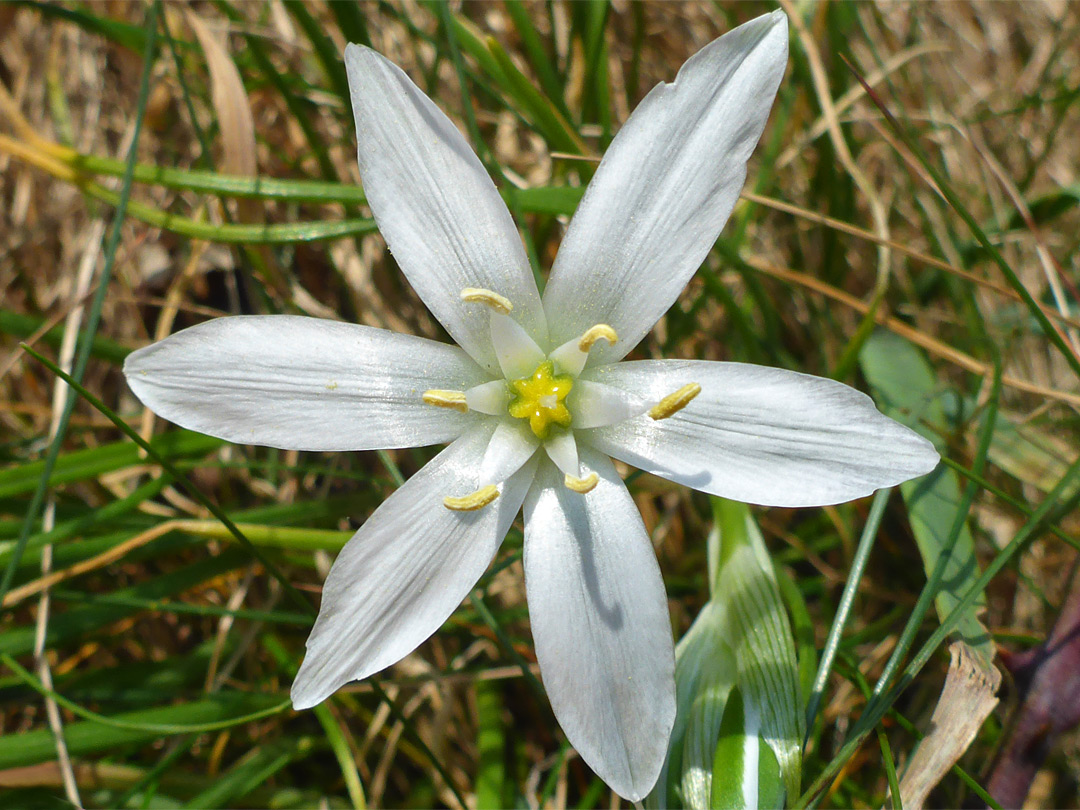 Star-of-Bethlehem