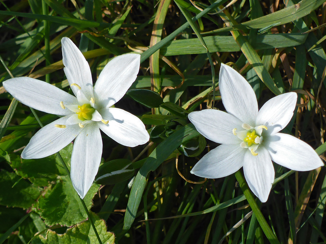 Two white flowers