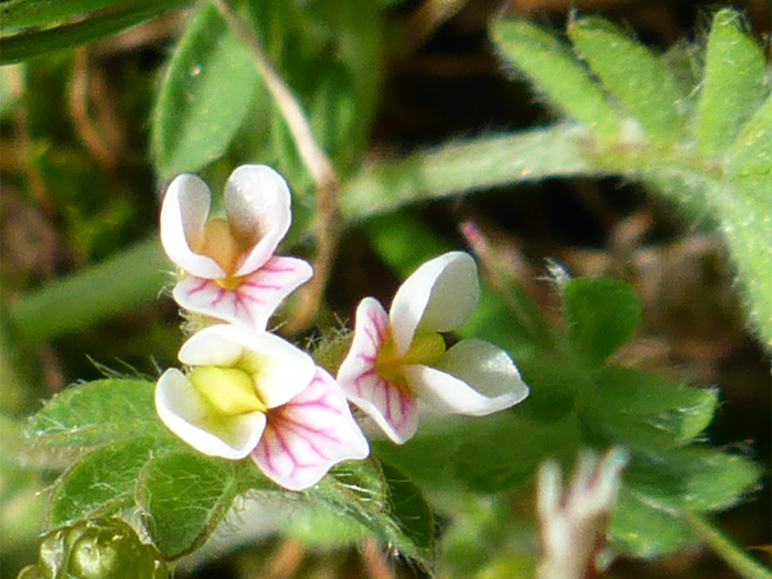 Tiny flowers