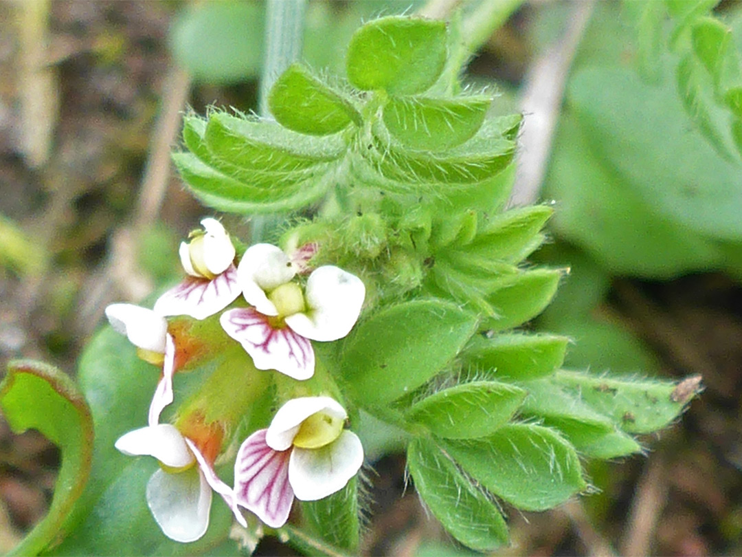 Flower cluster