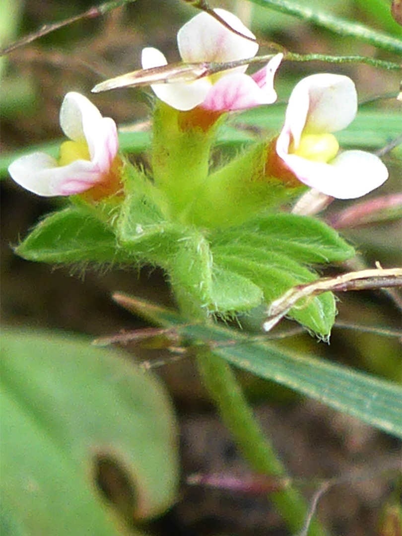 Three flowers