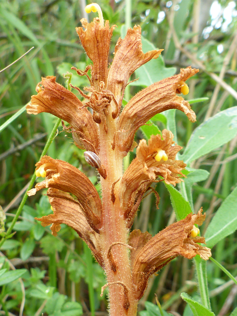 Pale brown inflorescence