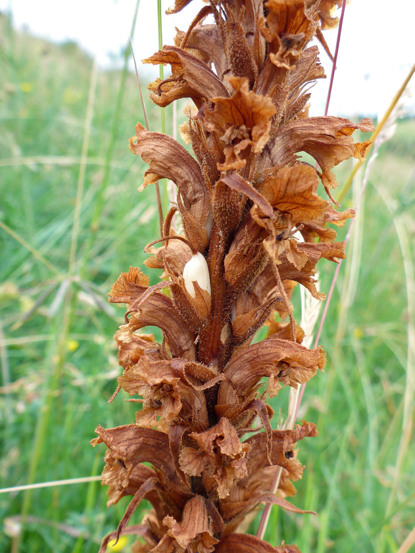 Withered flowers, and one fruit