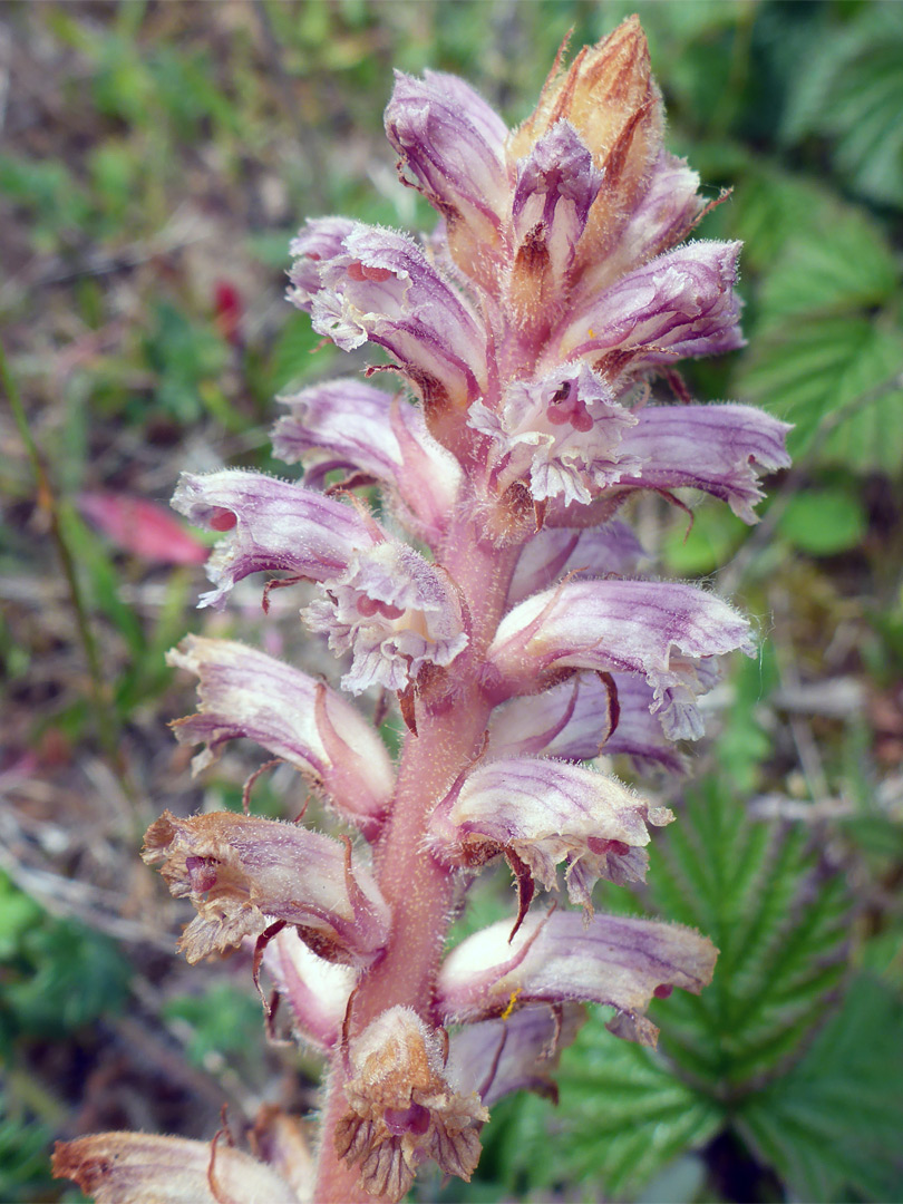 Brownish-purple inflorescence