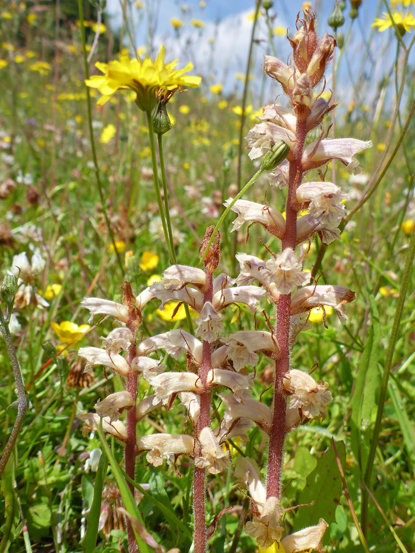 Three stems